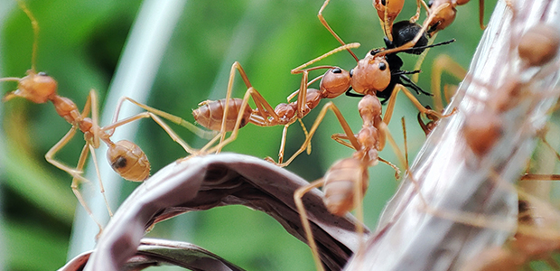 Burnside pest control in North Carolina specializing in ants removal services