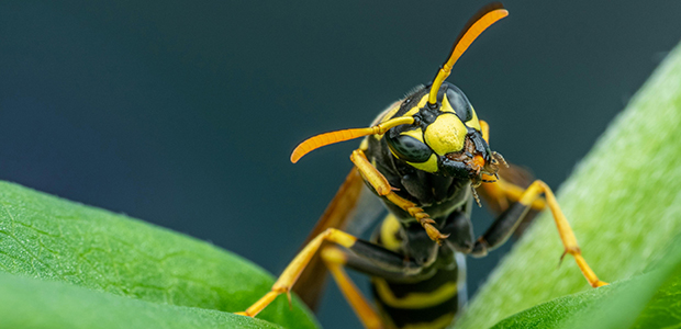 North Carolina hornet control by Burnside pest management experts