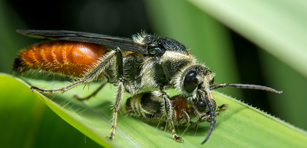 Wasp control services by Burnside pest control in North Carolina